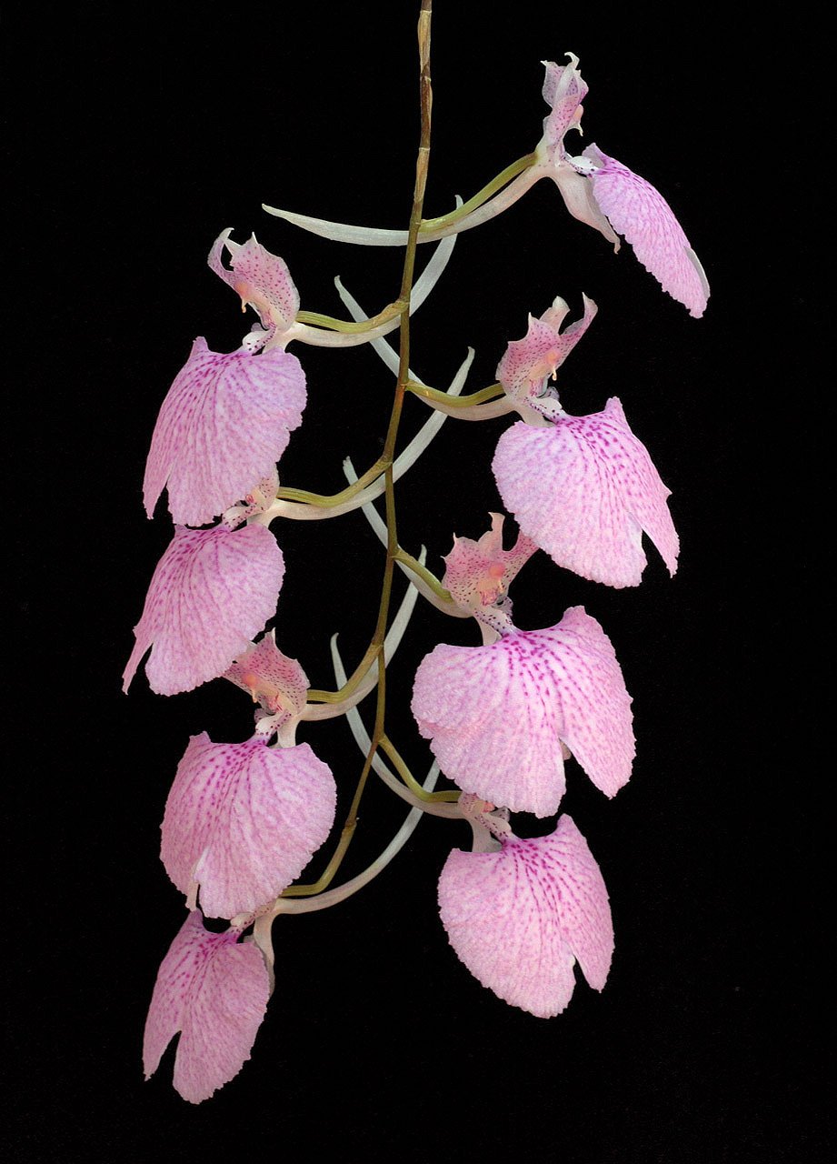 Behold The Silence Elixir d'orchidées vivantes